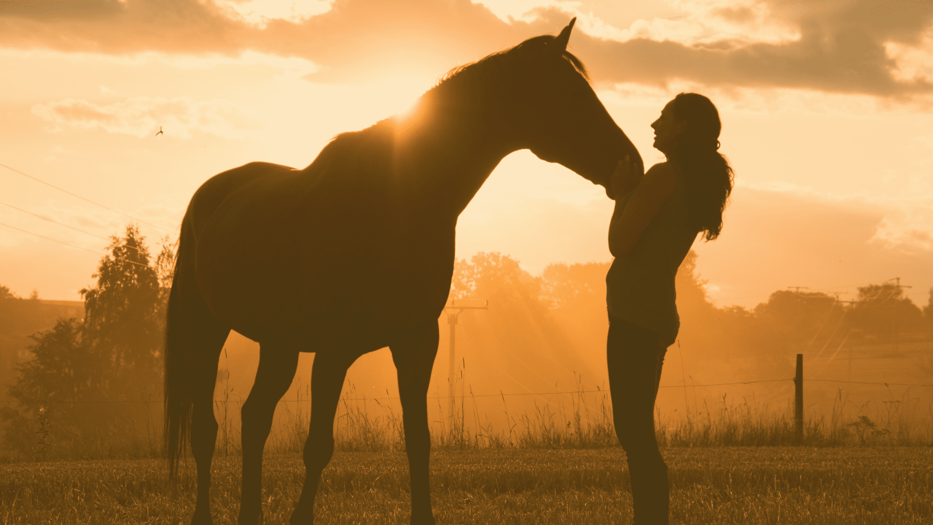 En contact avec le cheval
