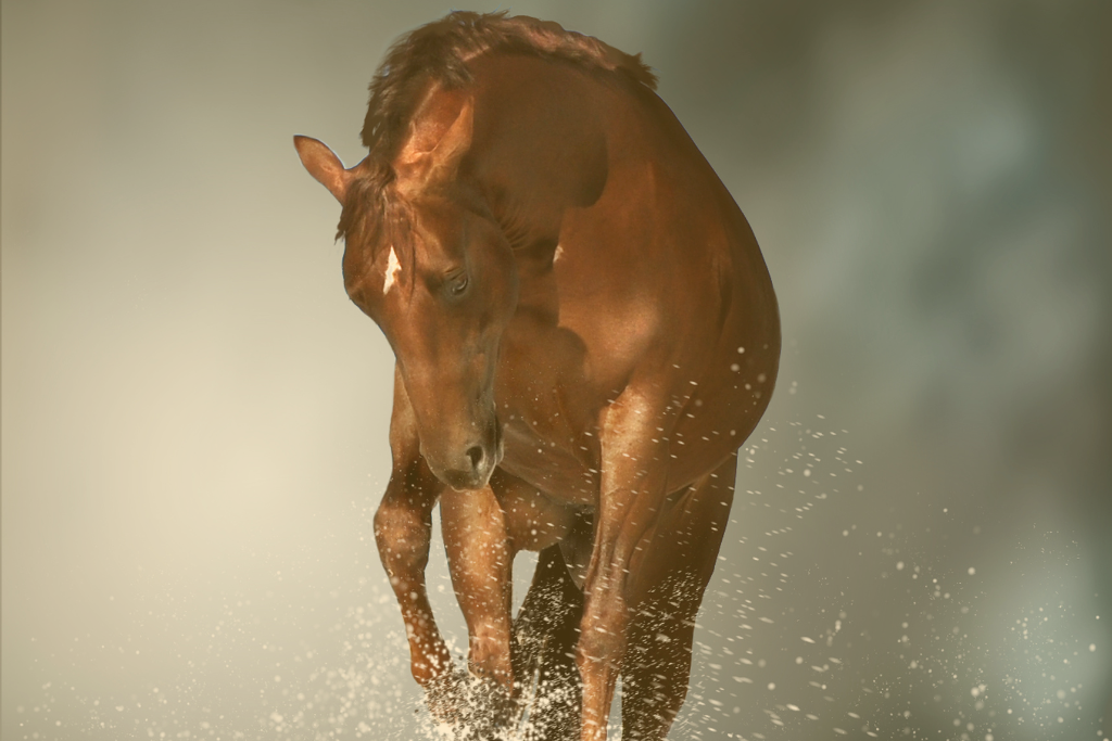 Résilience cheval Equicoaching Elodie Serpe