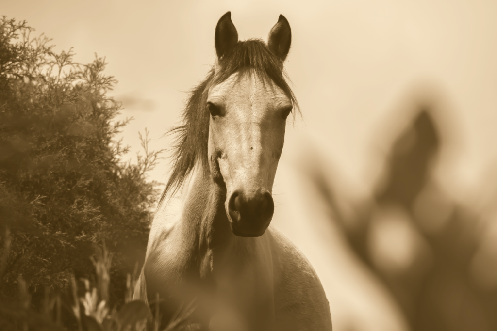 cheval expert miroir elodie serpe equicoaching leadership expérience
