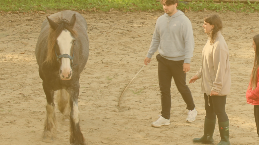 teambuilding et séminaire sur le travail d'équipe : oser s'exprimer, oser prendre sa place, oser laisser la place à l'autre... oser la relation de confiance grâce aux leçons et à la sagesse des chevaux