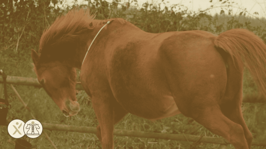 cheval qui s'exprime faisant preuve d'authenticité qui peut mettre mal à l'aise voir provoquer de la peur, miroir de notre propre vision de notre authenticité. Equicoaching. Leadership