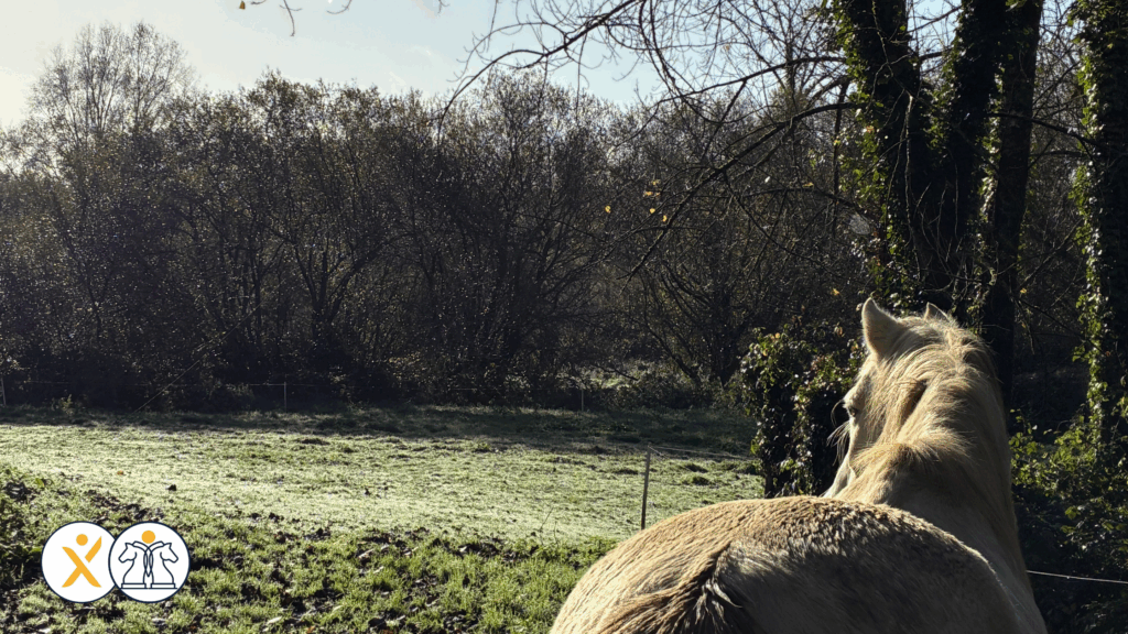 L'étape trop souvent négligée pour décider avec clarté_Elodie Serpe Equicoaching_Leadership Expérience