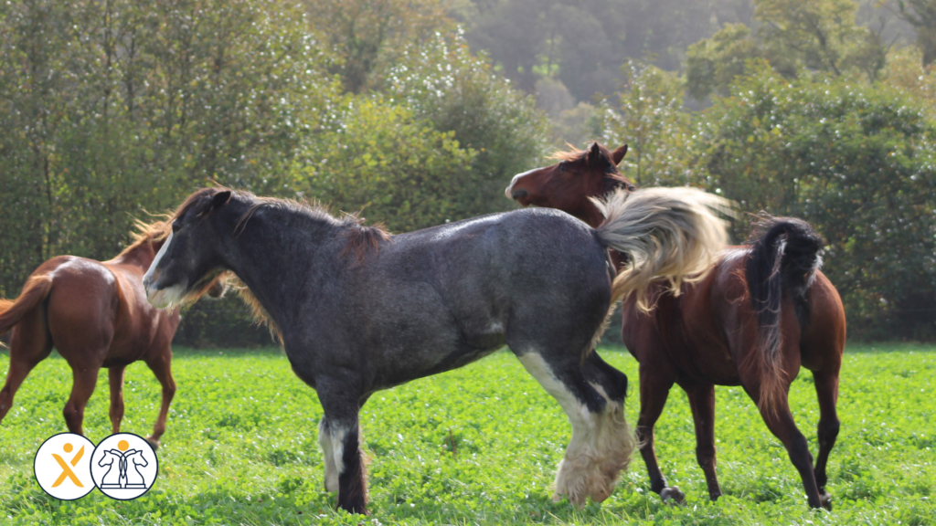 Article_Savoir s’arrêter : un levier clef de leadership_Elodie Serpe Equicoaching_Leadership Expérience