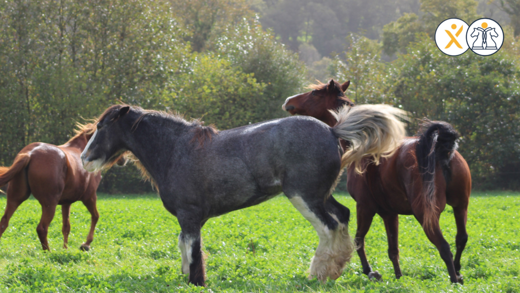 Poser ses limites : les leçons du cheval pour se positionner avec justesse